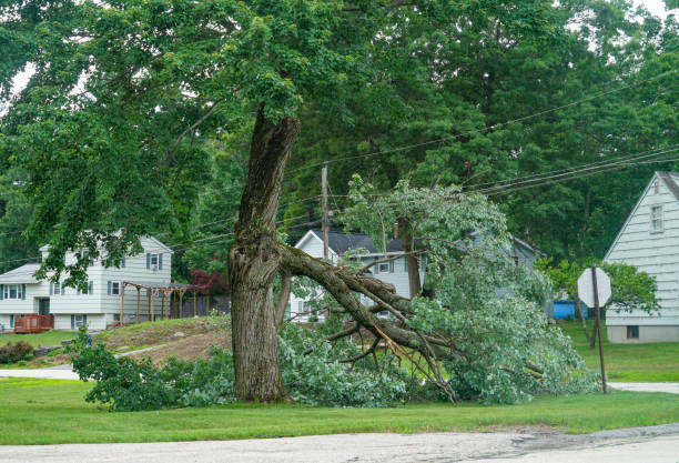 Reliable Newfoundland, NJ Tree Care Services Solutions