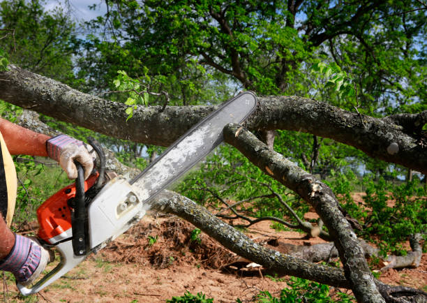  Newfoundland, NJ Tree Care Services Pros